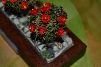 /album/minipeanas1/peanascuadros-006-jpg2/